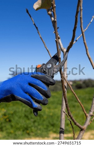 A close-up shot of a gloved hand using pruning shears to trim a small tree branch outdoors with a clear blue sky in the background