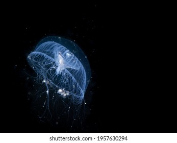 A closeup shot of a glowing blue aequorea victoria jellyfish in the black water