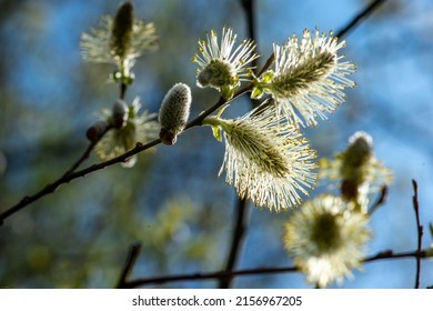 A Closeup Shot Of A Goat Willow Tree Branch