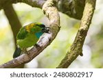 A close-up shot of a Golden-naped Barbet (Megalaima pulcherrima), an endemic barbet species to Borneo, perching on a tree branch and feeding chicks (with fruits) in a forest in Kinabalu National Park