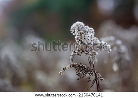 A closeup shot of goldenrod flowers seed heads against bokeh background