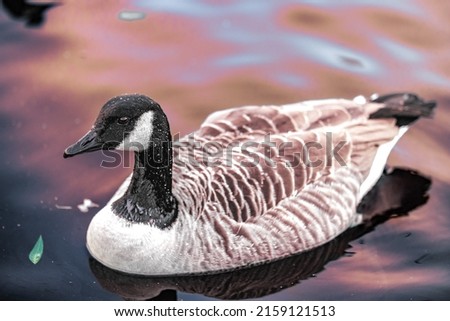 A close-up shot of a goose swimming in calm water of the river