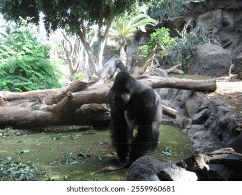 A close-up shot of gorillas in a zoo behind a fence - Powered by Shutterstock