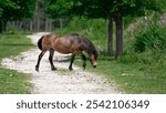 A closeup shot of a Gotland Russ breed horse grazing in the nature