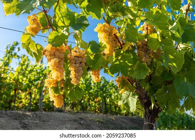 A closeup shot of grapevines growing in a vineyard in  Friuli Venezia Giulia, Italy