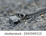 A close-up shot of a grass snake on the rocks