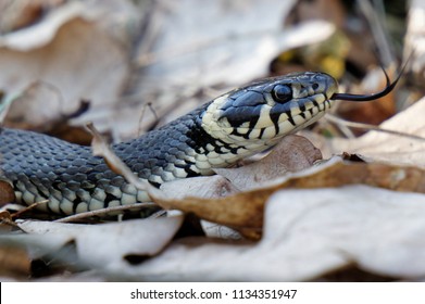 Close-up Shot Of Grass Snake With Its Split Tongue Out