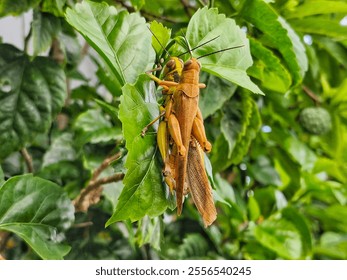 Closeup shot of grasshopper mating on a leaf. The male usually mounts the female and the female curls her abdomen up to reach the male's reproductive organ from which she receives sperm.  - Powered by Shutterstock