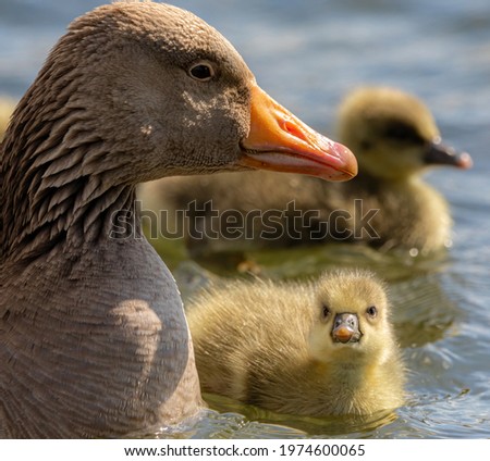 Similar – Foto Bild Wilde graue Ente auf dem See