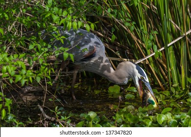 A Closeup Shot Of A Great Blue Heron (Ardea Herodias) Trying To Eat A Brightly Colored Bowfin Fish Too Big For It's Mouth.  In A Swamp At Brazos Bend, Texas.