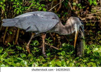 A Closeup Shot Of A Great Blue Heron (Ardea Herodias) Trying To Eat A Very Big Brightly Colored Bowfin Fish Too Big For It's Mouth.  In A Swamp At Brazos Bend, Texas.