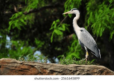 A closeup shot of a great blue heron bird perched on a tree branch in a park - Powered by Shutterstock