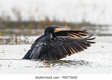 Close-up shot of Great Cormorant, starts from the lake surface surrounded by splashing water droplets in backlight with a detail on the green shining eye and the sharp beak. Phalacrocorax carbo.
