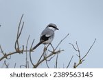 A close-up shot of a Great grey shrike bird perched on a barren tree branch