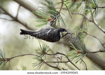 Image, Stock Photo Great tit flies to nesting box