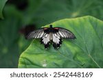 A closeup shot of a Great Yellow Mormon butterfly on a leaf