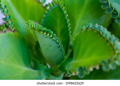 995 Bryophyllum Pinnatum Images, Stock Photos & Vectors | Shutterstock