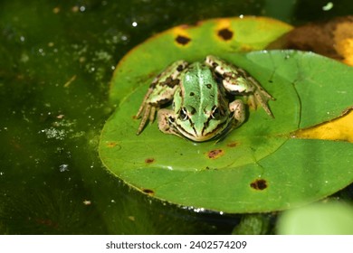 A close-up shot of a green frog perched on a lily pad in a tranquil pond - Powered by Shutterstock