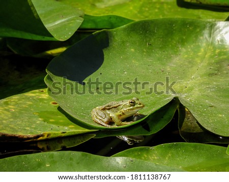 Reflection of a lily pad