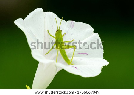 Green grasshopper on red couch, Guatemala