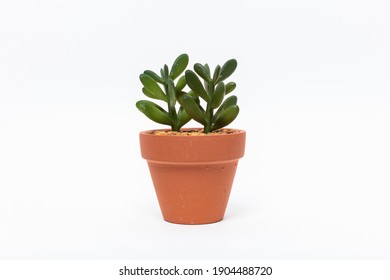 A closeup shot of a green jade houseplant in a flowerpot isolated on a white background