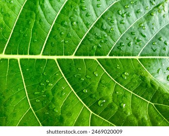 
A close-up shot of a green leaf with clear white veins, adorned with dewdrops. The image captures the intricate details and fresh essence of nature, highlighting the leaf's vibrant color and texture - Powered by Shutterstock