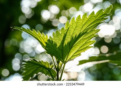Una toma de imágenes de las hojas de la ortiga verde contra un fondo de bokek