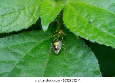 Closeup Shot Of Green Pentatomoidea Bugs