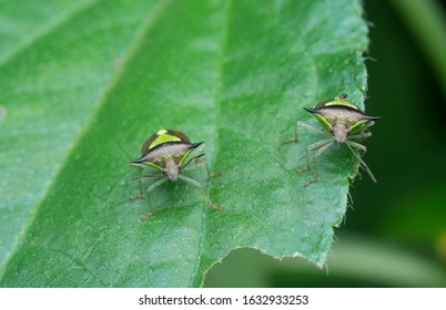 Closeup Shot Of Green Pentatomoidea Bugs