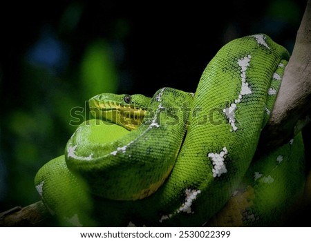A closeup shot of a green python crawled on the tree