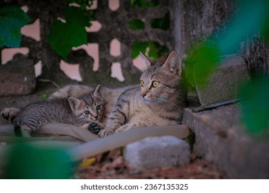 A closeup shot of a grey cat lying with its kittens - Shutterstock ID 2367135325