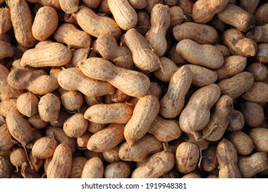 A closeup shot of groundnut at harvest in India