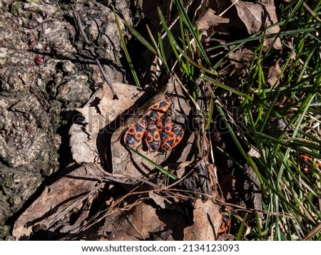 Close-up shot of a group of adult red and black firebugs (Pyrrhocoris apterus) in the early spring showing aggregation behaviour on the ground near the tree