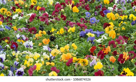 Closeup Shot at A Group of Colorful Pansy (Viola, or Violet) Flowers in An Outdoor Park or Garden (Selective Focus). - Shutterstock ID 1086874526