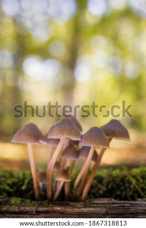 Similar – Foto Bild Eine Gruppe von Pilzen im Wald