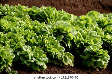 A closeup shot of growing green lettuce in vegetable garden