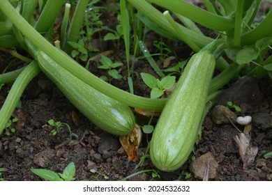 A Closeup Shot Of Growing Zucchini In The Vegetable Garden