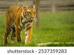 A closeup shot of a growling striped tiger walking on the grass in a sanctuary