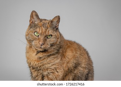 A closeup shot of a grumpy cat looking at the camera
