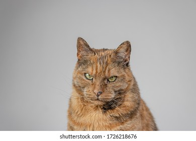 A closeup shot of a grumpy cat looking at the camera