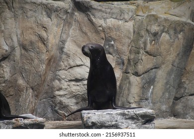 A closeup shot of a Guadalupe fur seal in Clotchester zoo, England