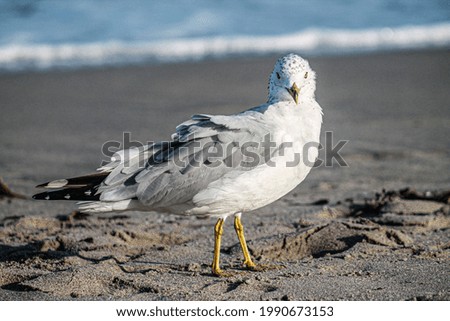 Similar – Image, Stock Photo seagull Nature Water