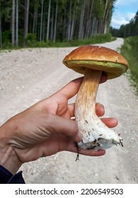 Close-up Shot Of A Hand Holding Big Cep, Penny Bun, Porcino Or Porcini Mushroom (boletus Edulis) Cut In The Forest In Autumn