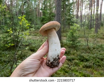 Close-up Shot Of A Hand Holding Big Cep, Penny Bun, Porcino Or Porcini Mushroom (boletus Edulis) Cut In The Forest In Autumn