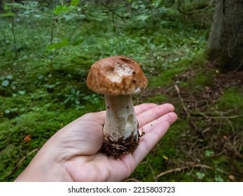 Close-up Shot Of A Hand Holding Big Cep, Penny Bun, Porcino Or Porcini Mushroom (boletus Edulis) Cut In The Forest In Autumn