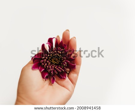 Similar – Image, Stock Photo Allium isolated on white background