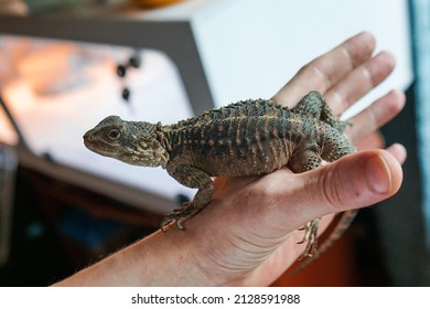 A Closeup Shot Of A Hand Holding A Gecko