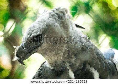 A closeup shot of a harpy eagle on the blurry background
