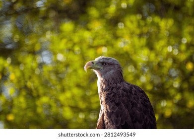 A close-up shot of a hawk eagle against a green background.
