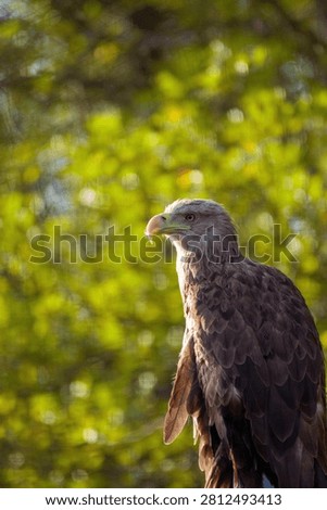 A close-up shot of a hawk eagle against a green background.